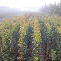 綠化及花卉苗（大量）：木瓜海棠，西府海棠，長壽冠，紫薇，櫻花