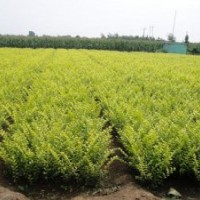 金葉女貞、紅葉小檗、紅瑞木、迎春、扶芳藤、膠東衛(wèi)矛、連翹