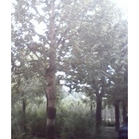 法桐大法桐河北小法桐