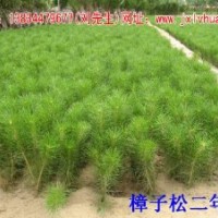供應樟子松/毛白楊/紫葉矮櫻/香花槐/核桃苗/核桃樹