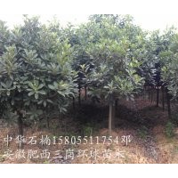 供應(yīng)中華石楠小苗,2公分中華石楠,3公分中華石楠