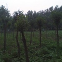 供應(yīng)12公分大葉女貞