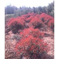 紅葉石楠價格南京紅葉石楠價格