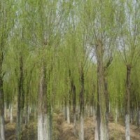 10公分老垂柳6-10公分饅頭柳有貨上車價(jià)查詢30公分生產(chǎn)廠家