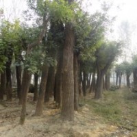 供應(yīng)大規(guī)格國(guó)槐、白蠟、合歡、女貞、皂角