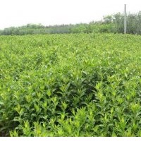 專售紅王子錦帶100萬.扶芳藤.衛(wèi)矛100萬.火棘