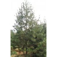 山西白皮松，油松，國(guó)槐，刺槐，速生楊，皂角
