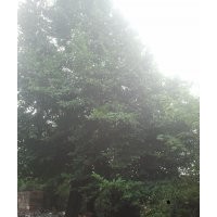 景列白蘭