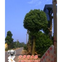 批發(fā)跳馬多頭香樟苗圃，湖南多頭香樟基地