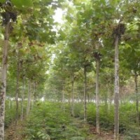 8-25公分法桐