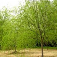 2012垂柳價(jià)格 垂柳小苗價(jià)格 速生柳價(jià)格