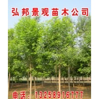 白蠟、速生白蠟2號、耐鹽堿檉柳、國槐