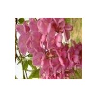 香花槐