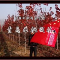 2012年秋季美國紅楓園藝品種的價格