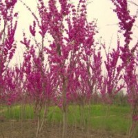 供應紫荊