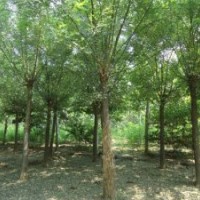 河北構(gòu)樹，質(zhì)量保證