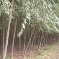 速生柳種植基地，喜水易活