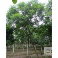 藍(lán)花楹 成都藍(lán)花楹容器苗 易成活 成都千蜀園林藍(lán)花楹苗木