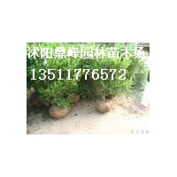 供應(yīng):冬青,黃楊,大葉黃楊,小葉黃楊,大葉冬青