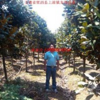 廣玉蘭、香樟、烏桕楊樹、三角楓、桂花、紅葉李、大葉女貞、榔榆