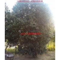 桂花、紅葉李、大葉女貞、香樟、烏桕、三角楓、廣玉蘭