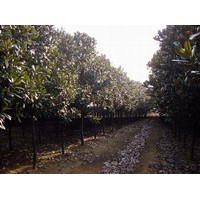 廣玉蘭 雪松,蜀檜,紅葉石楠