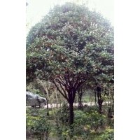 供應(yīng)10公分朱砂桂