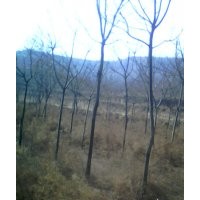 國槐小苗，5.6.8公分國槐，油松，臭椿