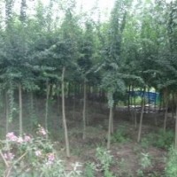 供應(yīng) 三角楓 三角楓小苗50萬 大規(guī)格三角楓
