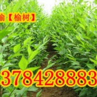 保定榆樹、榆樹價格