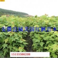 美國(guó)紅楓小苗價(jià)低