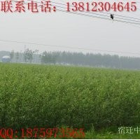 美國(guó)竹柳