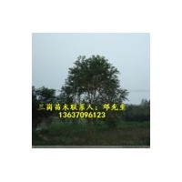 供應(yīng)烏桕樹小苗，2公分烏桕，3公分烏桕，4公分烏桕，5公分烏桕，