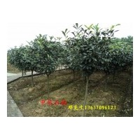 供應(yīng)中華石楠小苗，2公分中華石楠，3公分中華石楠，4公分中華石