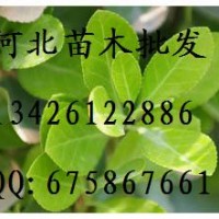 冬青批發(fā) 冬青基地 冬青價(jià)格 冬青哪里便宜 大量出售冬青 優(yōu)質(zhì)冬