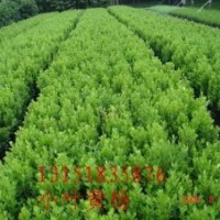 供應(yīng)蜀快，塔柏，北京快，龍柏，黃楊，紅葉小檗，金葉女貞