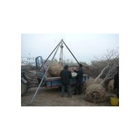 國槐種植基地新生國槐苗木