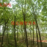 河北國槐基地