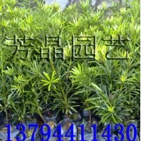 羅漢松苗,海南菜豆苗,桃花心苗,藍(lán)花楹苗,幌傘楓苗,人面苗,小葉欖