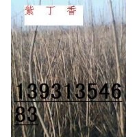 紫丁香 白丁香