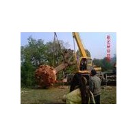 了解2012國槐價格新生苗木