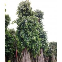 福建菩提樹(shù)