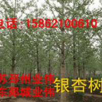 銀杏樹苗木銷售 廣玉蘭,香樟