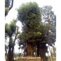 福建香樟