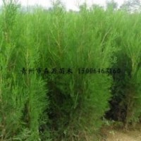 供應各種規(guī)格側(cè)柏 側(cè)柏小苗 1-3米營養(yǎng)袋側(cè)柏 量大價低