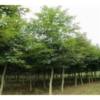 2012元寶楓價(jià)格最新報(bào)價(jià)【南京元譽(yù)苗圃