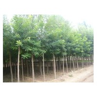 長(zhǎng)期供應(yīng)國(guó)槐、刺槐、楊樹、柳樹