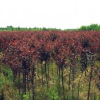 大量供應(yīng)綠化苗木法桐、國(guó)槐、白臘、大葉女貞、金葉女貞、白玉蘭