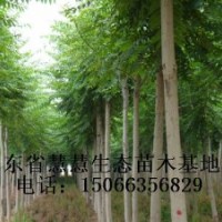 大量供應(yīng)1-20公分臭椿、千頭椿、國槐