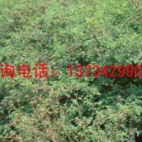 供應(yīng)白皮松 供應(yīng)白皮松